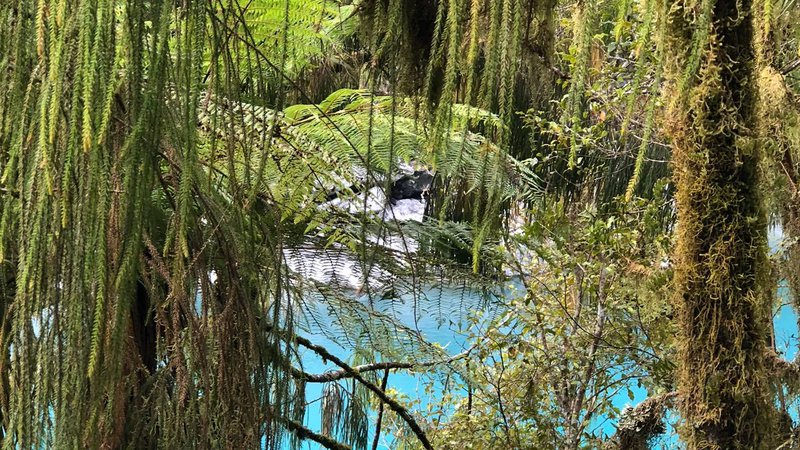 Hokitika Gorge through trees