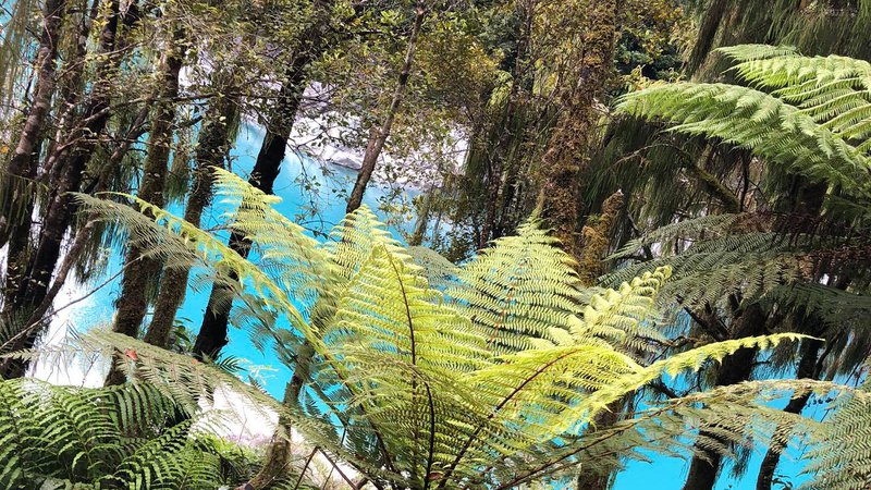 Hokitika Gorge trees