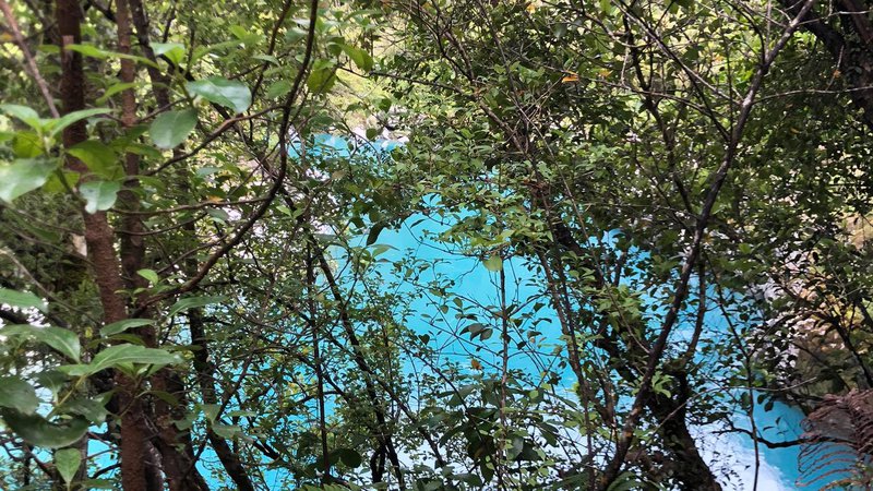 Hokitika Gorge trees