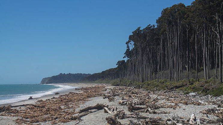 Bruce-Bay-New-Zealand.JPG