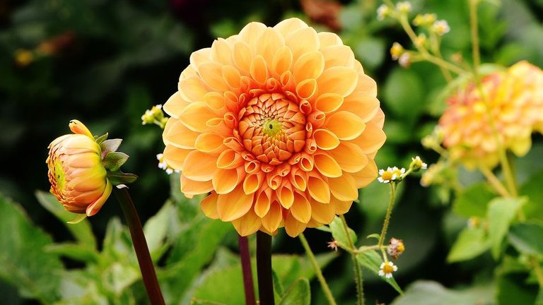 Flowers.JPG