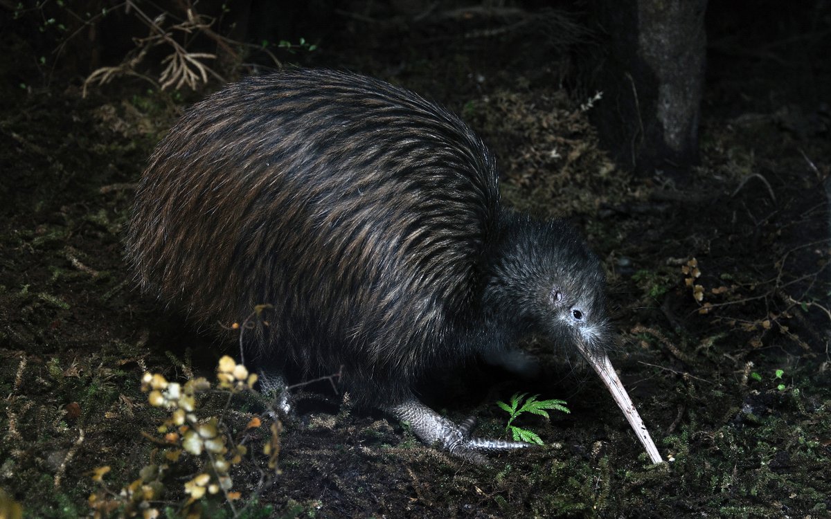 Franz Josef Kiwi Image.jpg