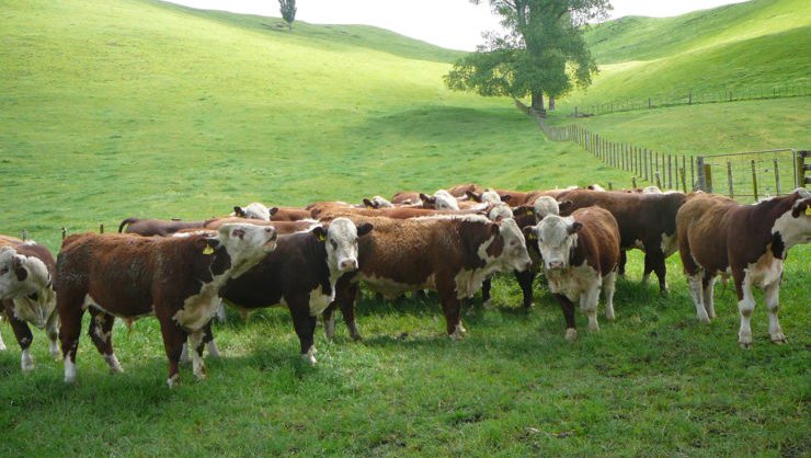 Herefords-Cattle-Farm.jpg