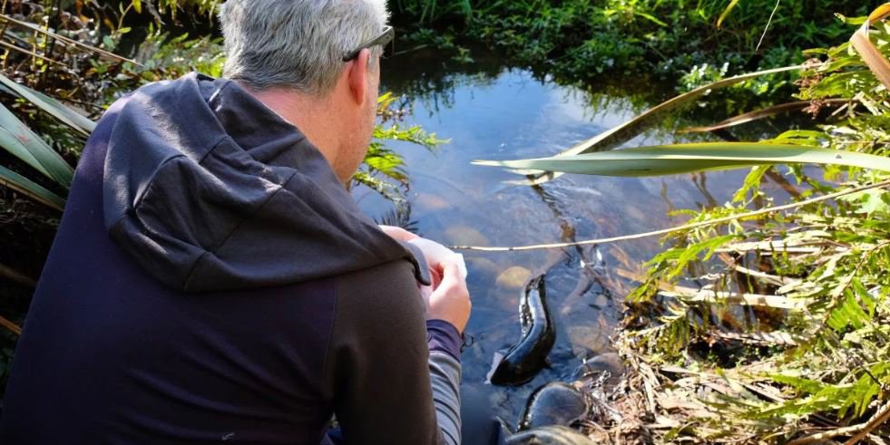 Wild eels in Hokitika