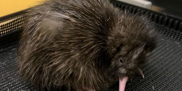 First Kiwi 2017