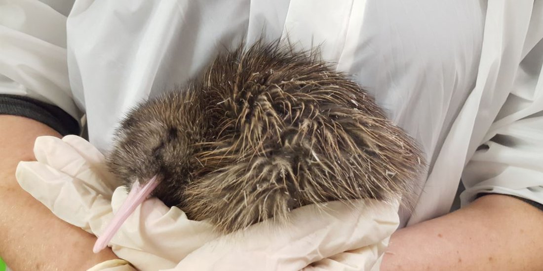 Rowi Kiwi Chick 2018