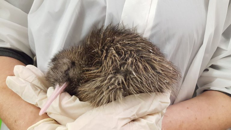 Rowi Kiwi Chick 2018