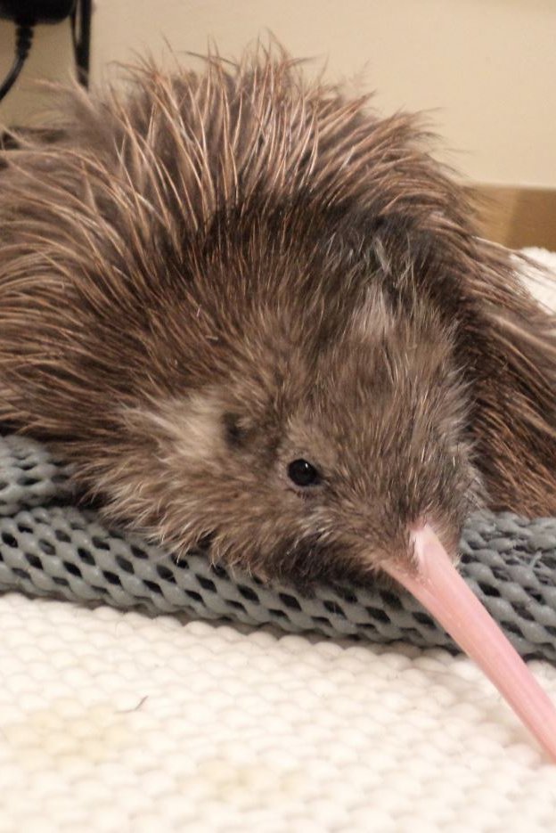 Kiwi