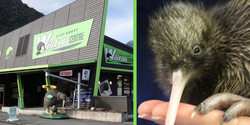 kiwi 2019