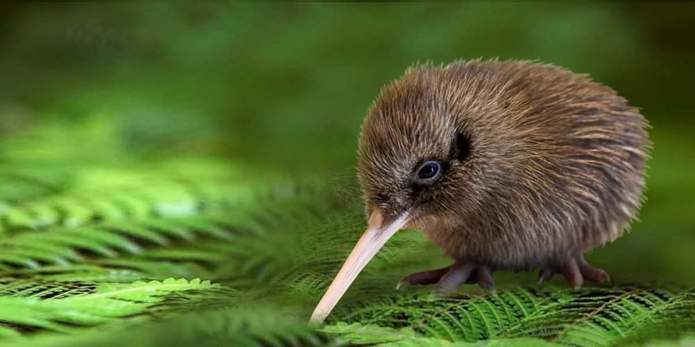 Kiwi Perfect Image 2020 deal