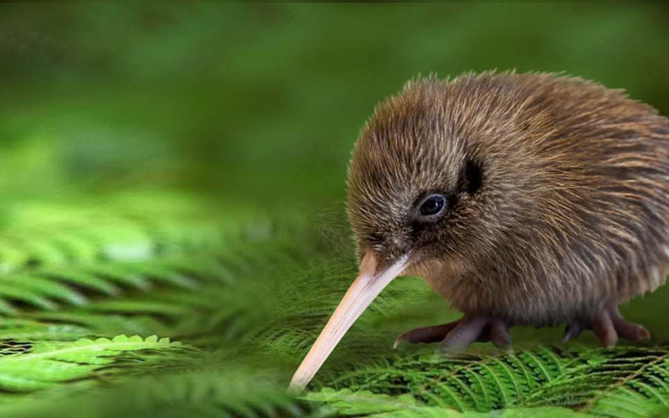 Kiwi Perfect Image 2020 deal