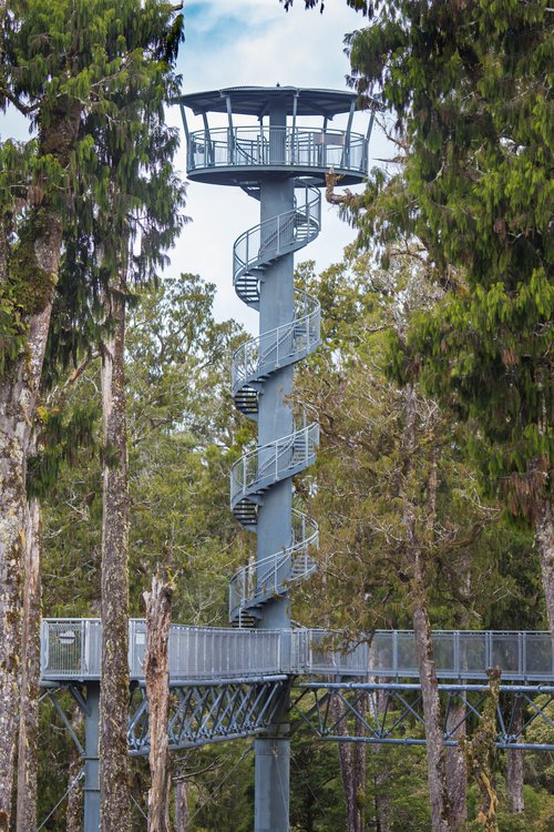 NewTreetop.jpg