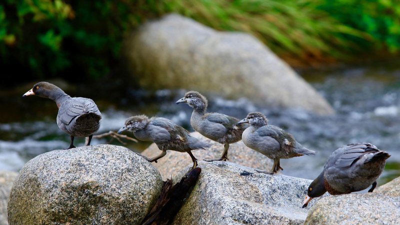 Oparara Ducks