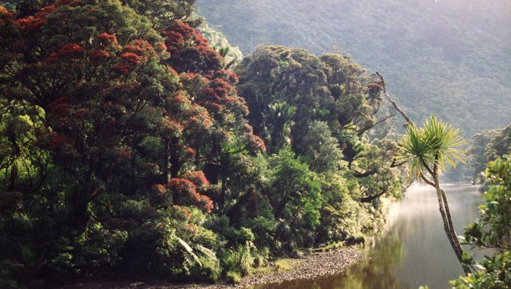 Punakaiki Canoes 4.jpg