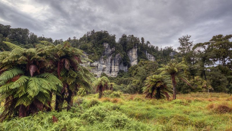 Rainforest Train