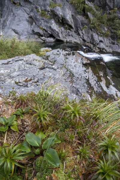 Tourism West Coast - Haast (56).jpg