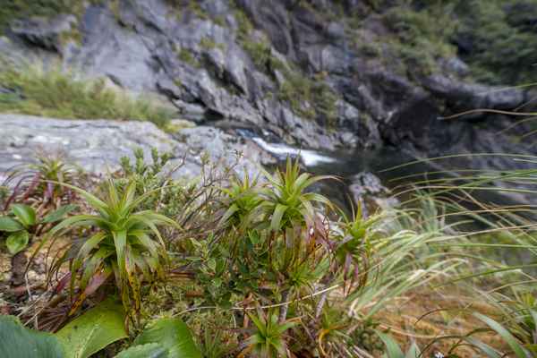 Tourism West Coast - Haast (57).jpg
