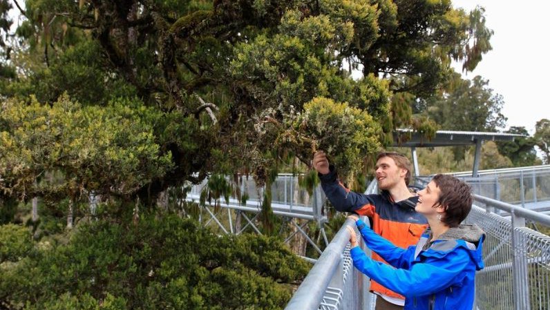West Coast Treetop Walk & Cafe