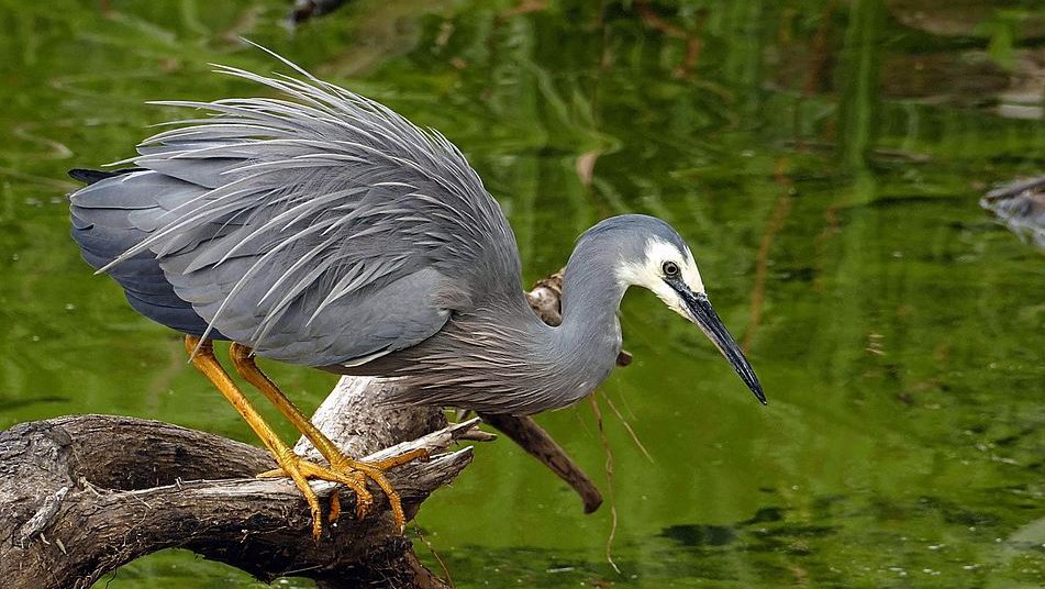 White-faced heron