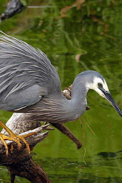 White-faced heron
