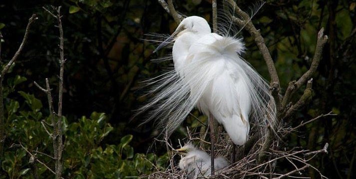 White Heron with chick