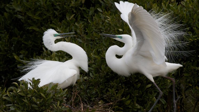 White Herons courting, Whataroa.jpg