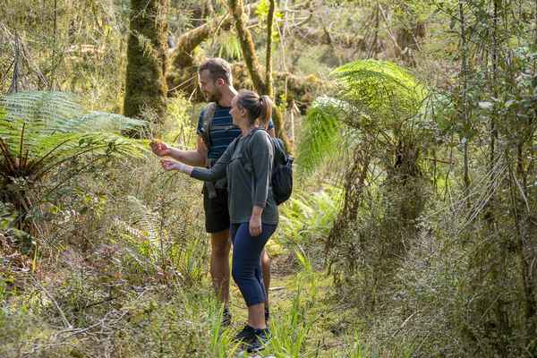 Haast World Heritage Area walks