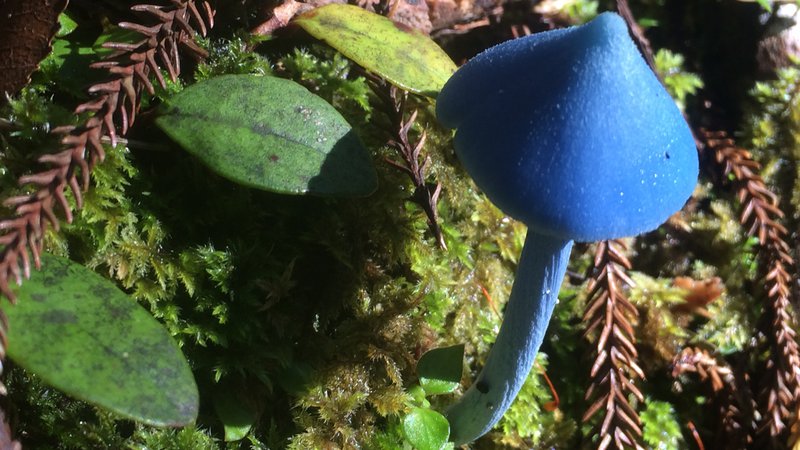 blue enteloma.JPG