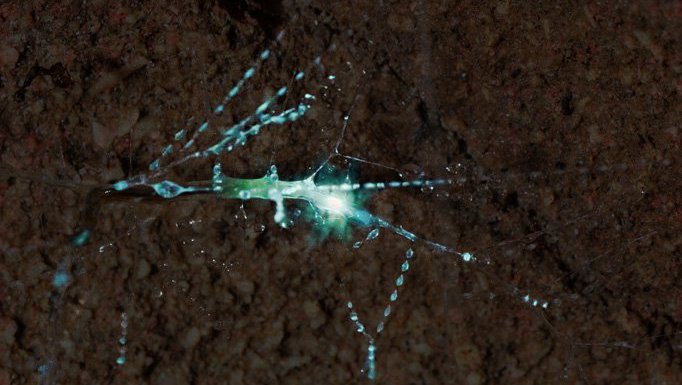 Gloworm cave tour