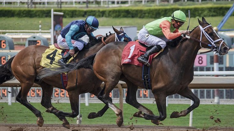 Horse race