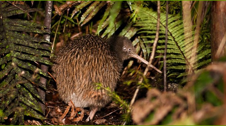 kiwi2-resized-w-border.jpg