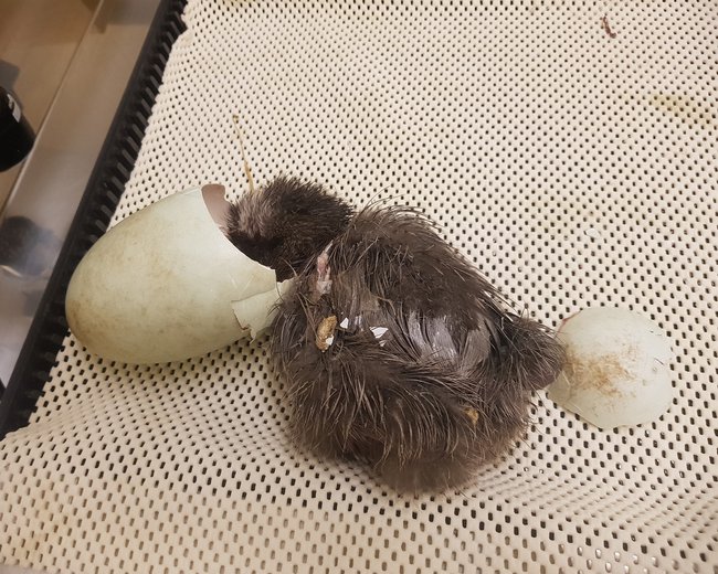 kiwi 2019
