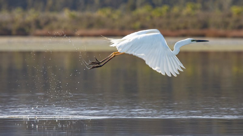 kotuku in flight.jpg