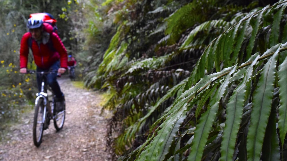 Biking the Zigzag Track in Reefton. Credit to BackpackerGuide.nz