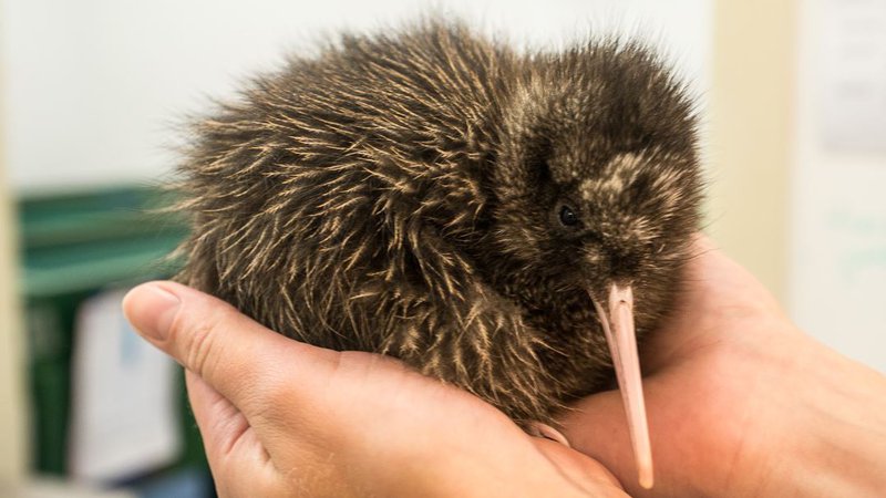 West Coast Wildlife Centre - Rowi Kiwi